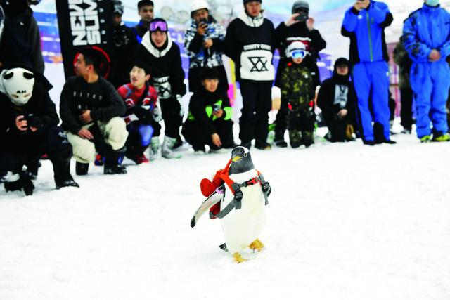 “淘学企鹅”新动作 全球最大室内滑雪场玩快闪