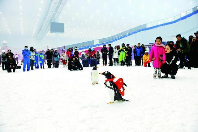 “淘学企鹅”新动作 全球最大室内滑雪场玩快闪 2