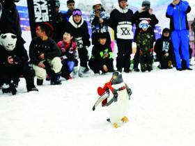 “淘学企鹅”新动作 全球最大室内滑雪场玩快闪